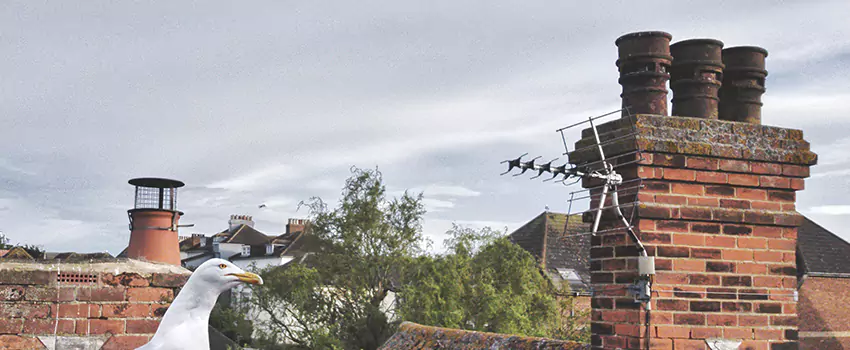 Chimney Cleaning And Restoration in Pinecrest, Florida